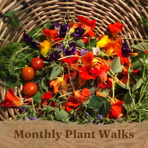 Monthly Plant Walk