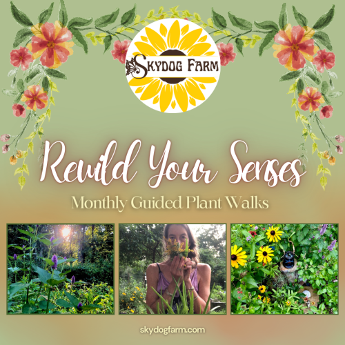 2.0rewild your senses plant walks